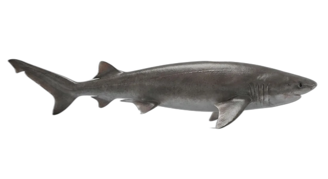 Bluntnose Sixgill Shark