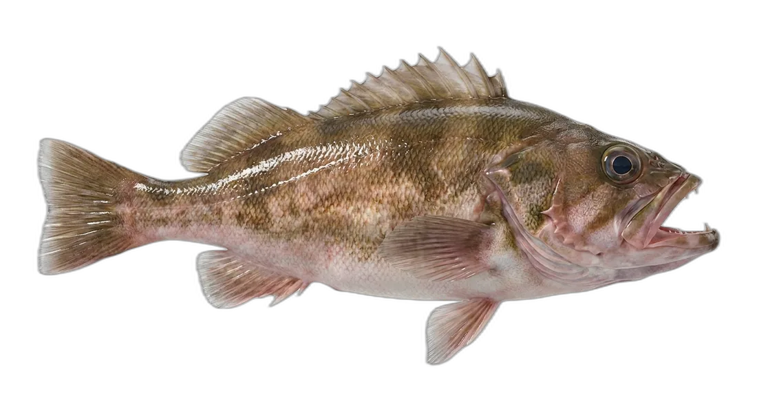 Bocaccio Rockfish