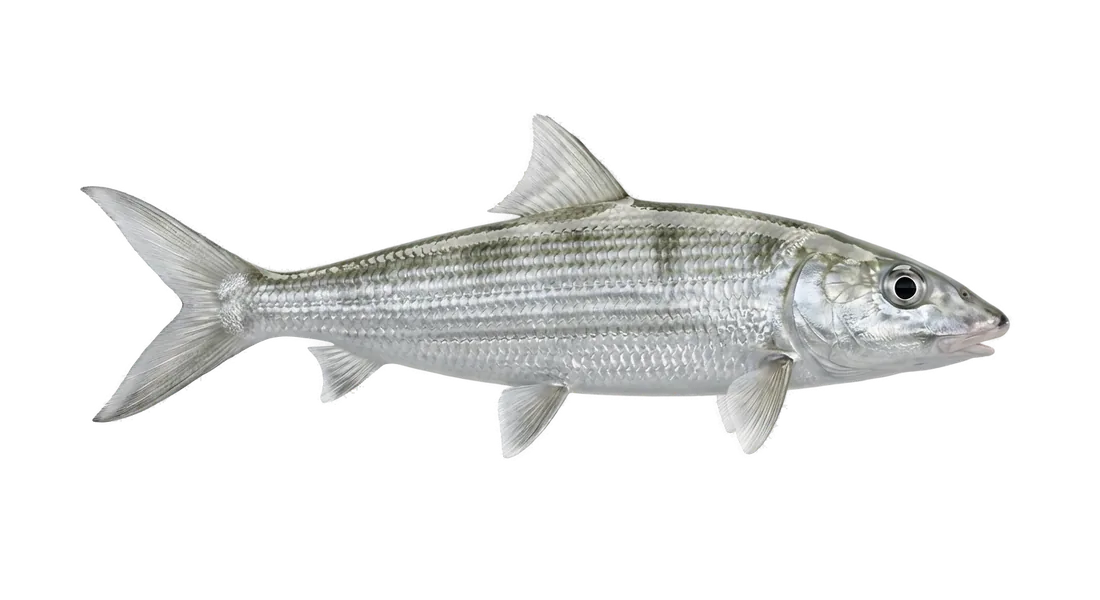 Bonefish