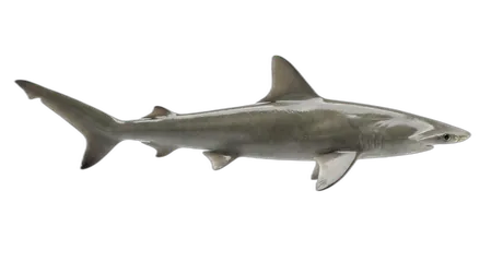 Bonnethead