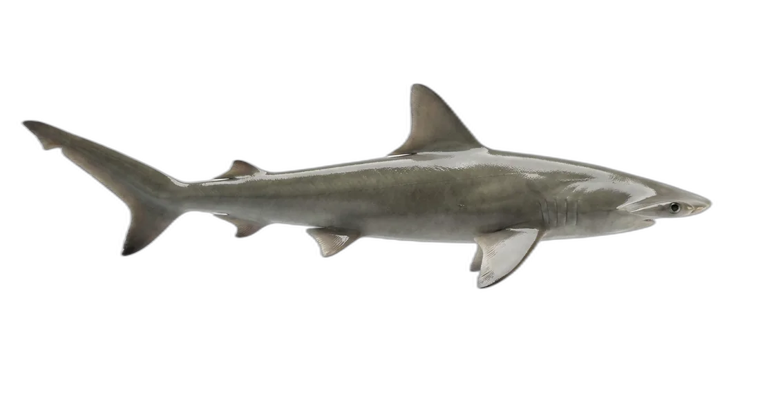 Bonnethead