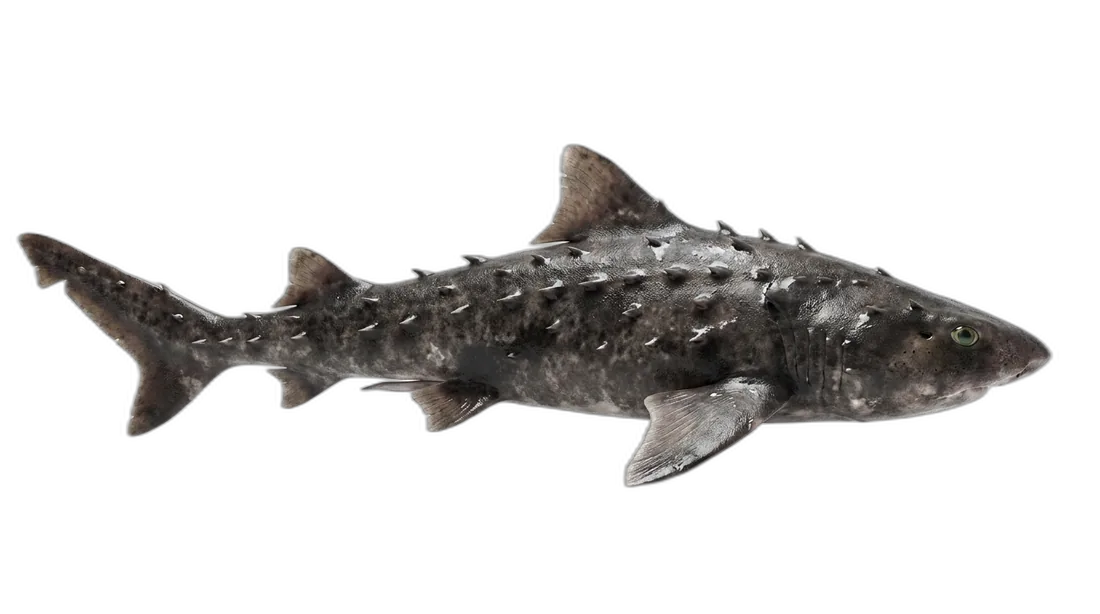 Bramble Shark