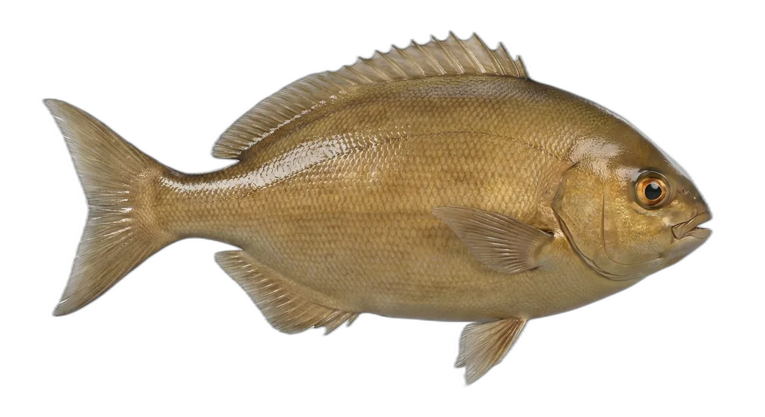 Brassy Chub