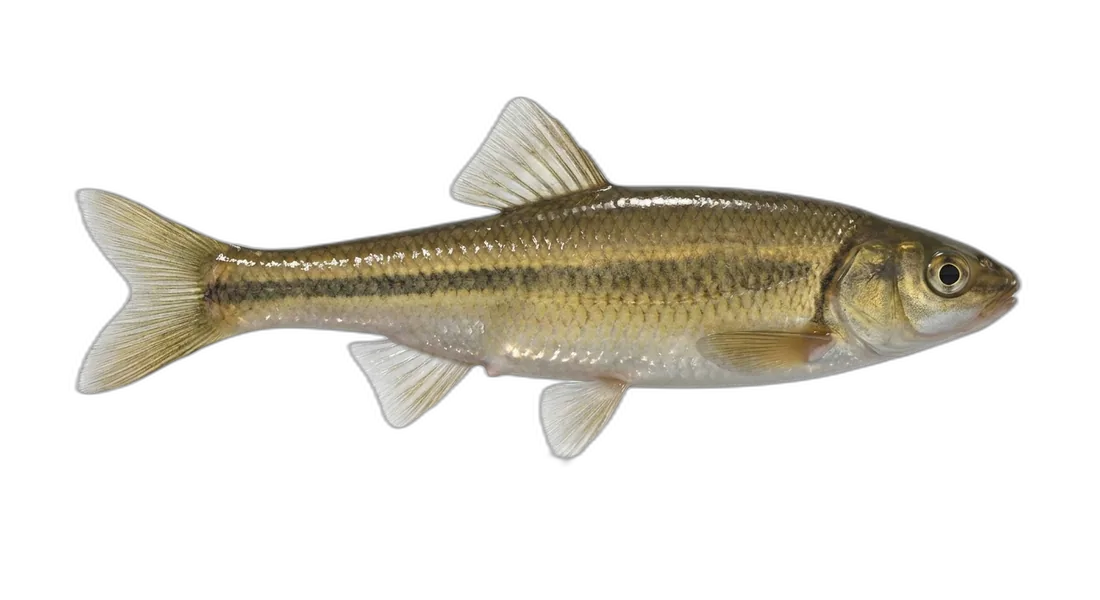 Brassy Minnow