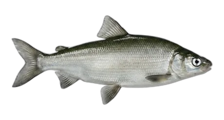 Broad Whitefish