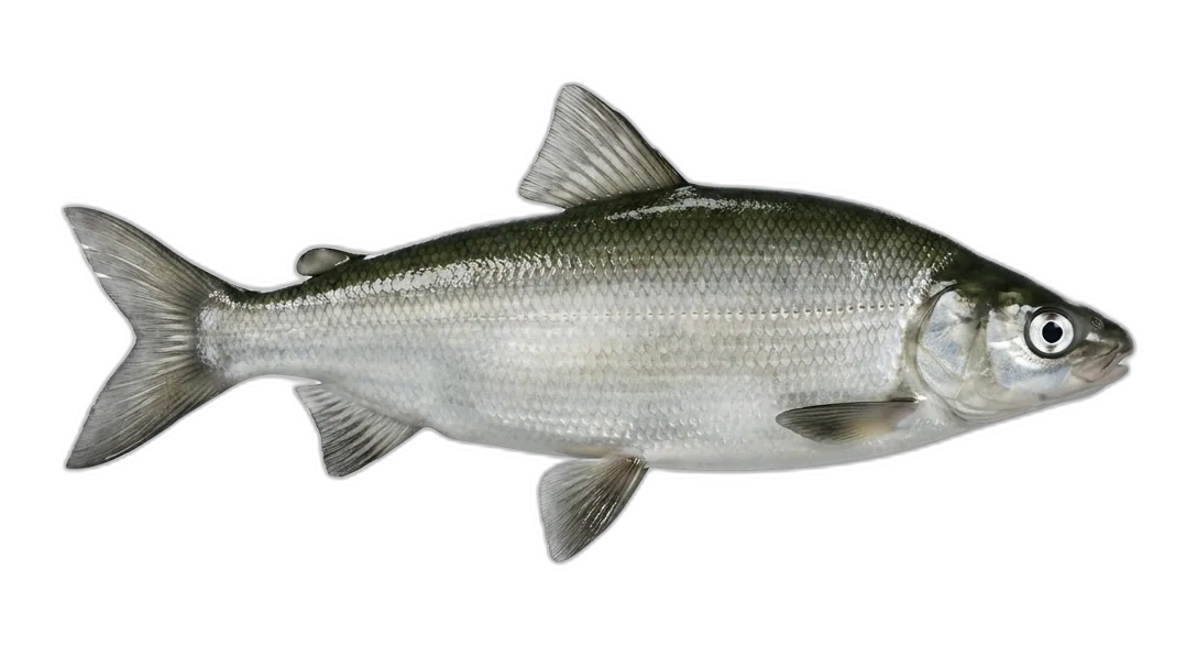 Broad Whitefish