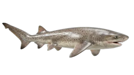 Broadnose Sevengill Shark