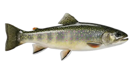 Brook Trout