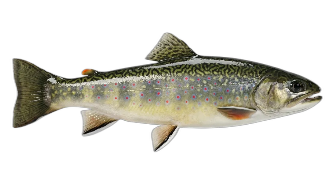 Brook Trout