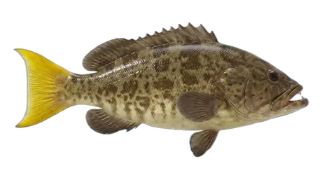 Broomtail Grouper