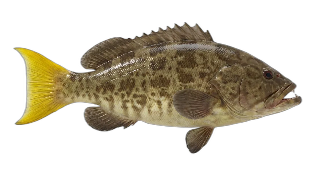 Broomtail Grouper