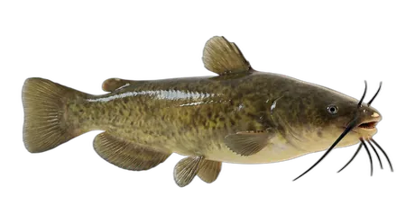 Brown Bullhead