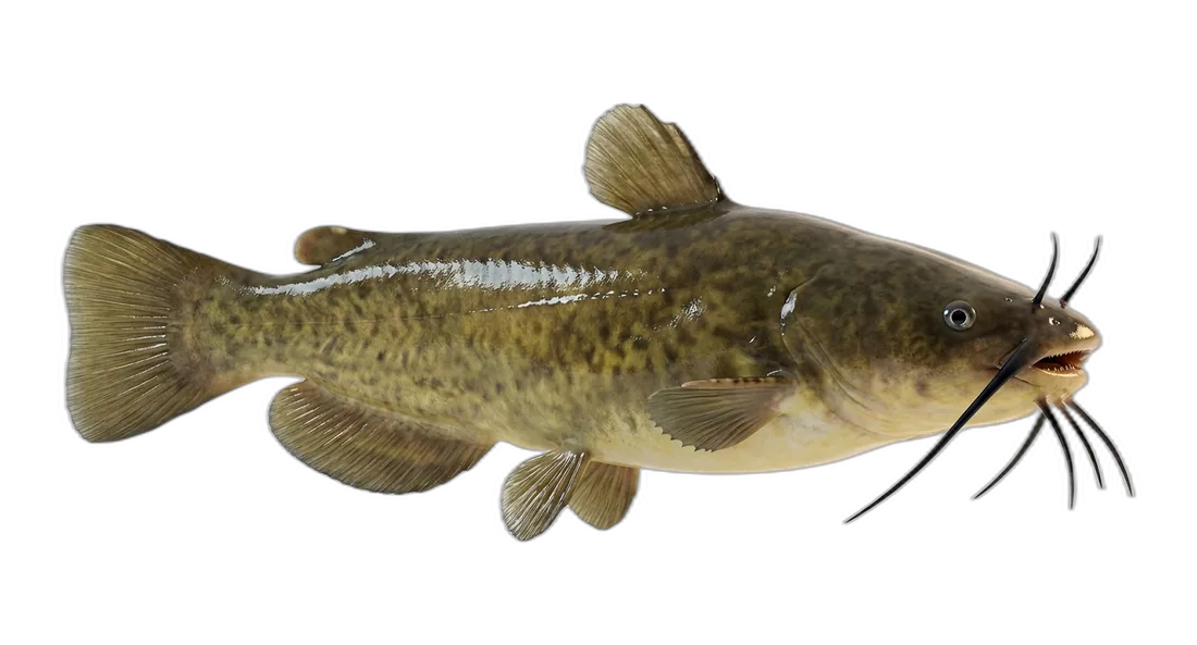 Brown Bullhead