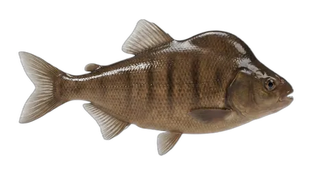 Brown Chub