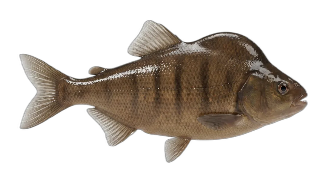 Brown Chub