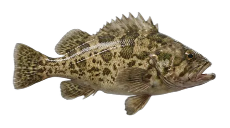 Brown Rockfish