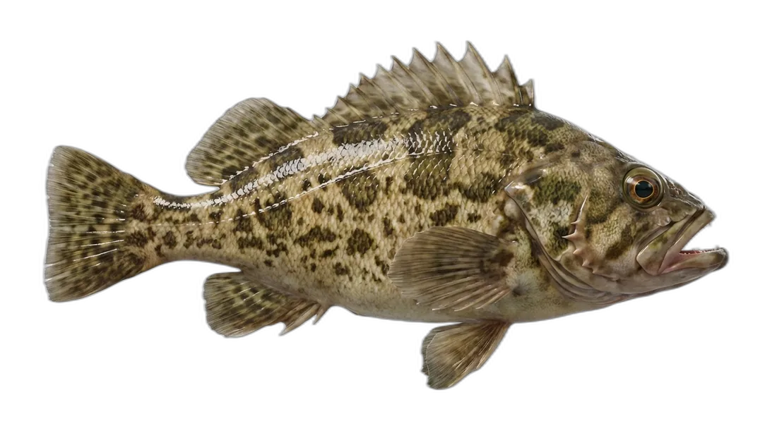 Brown Rockfish