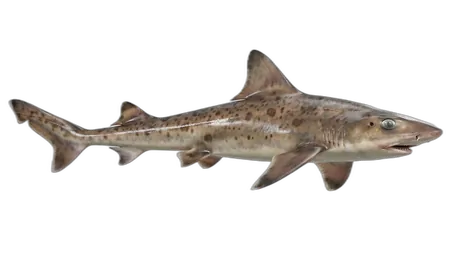 Brown Smooth-Hound