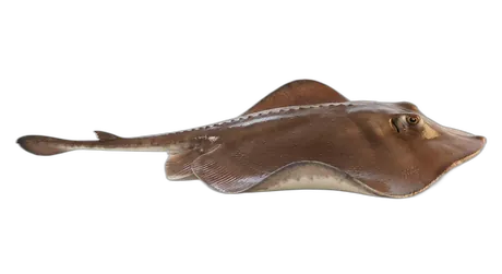 Brown Stingray