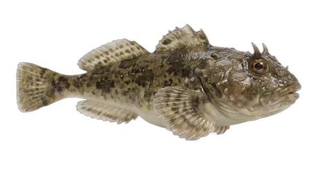 Buffalo Sculpin