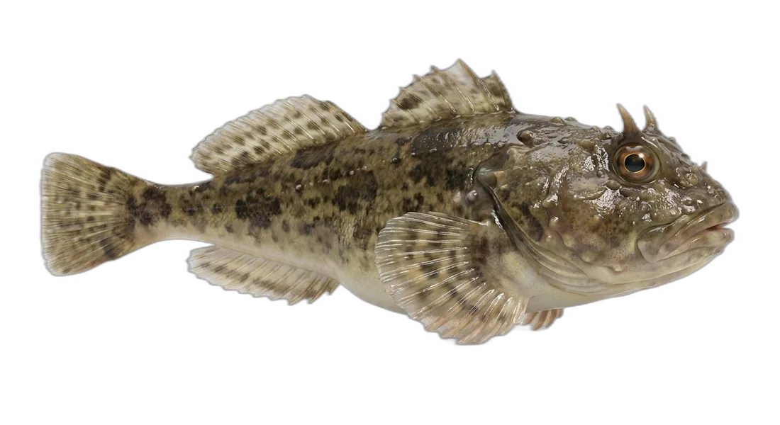 Buffalo Sculpin