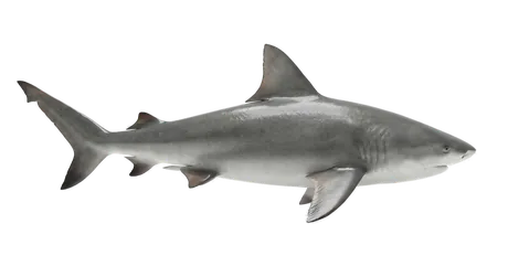 Bull Shark