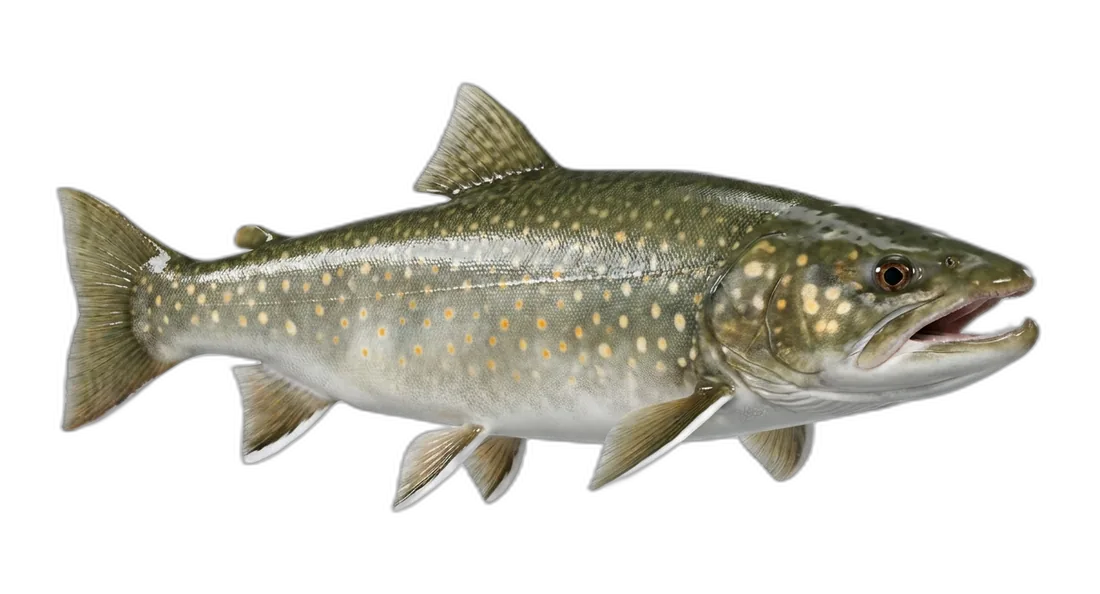 Bull Trout