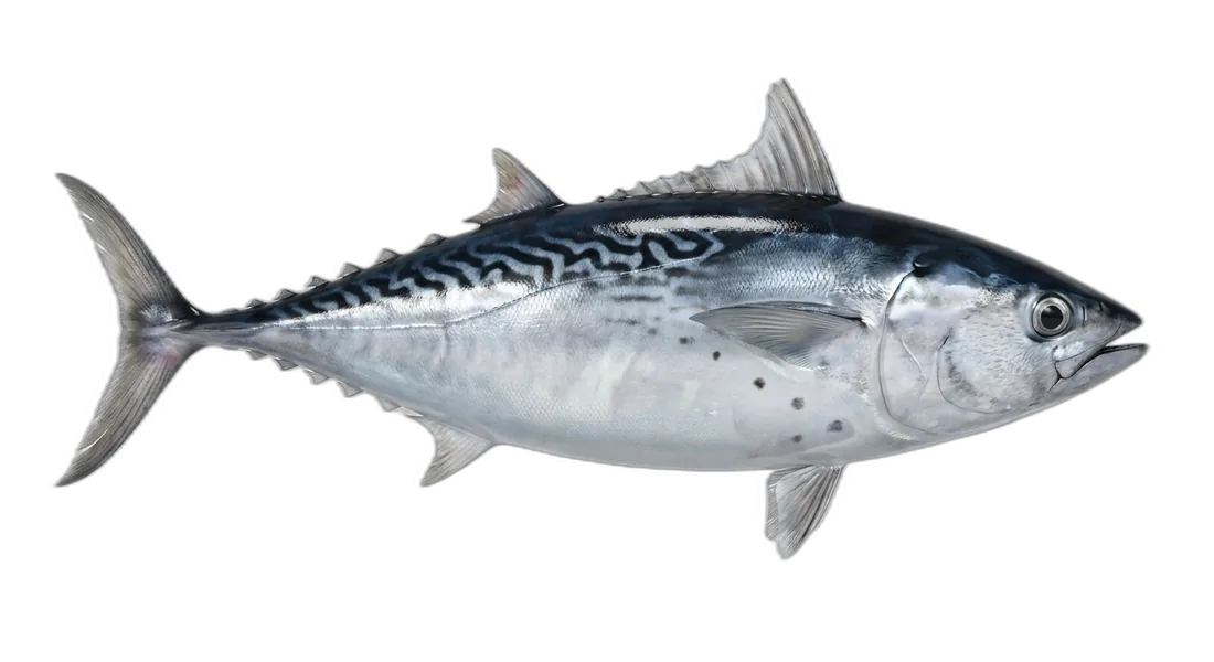 Bullet Tuna