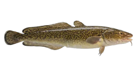 Burbot