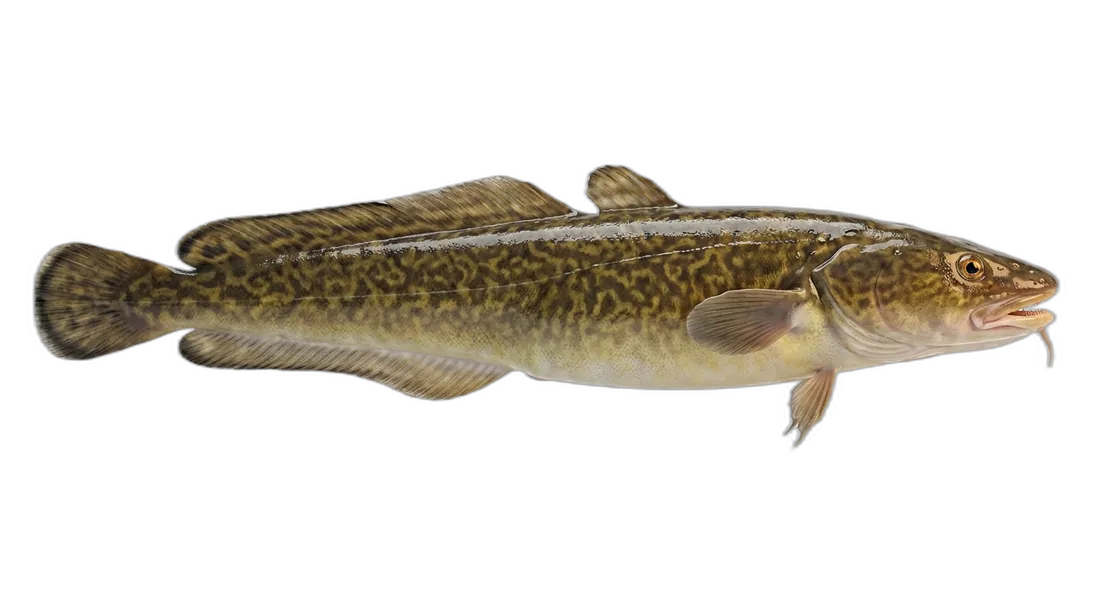 Burbot