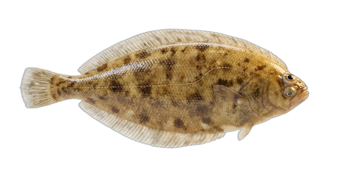 Butter Sole