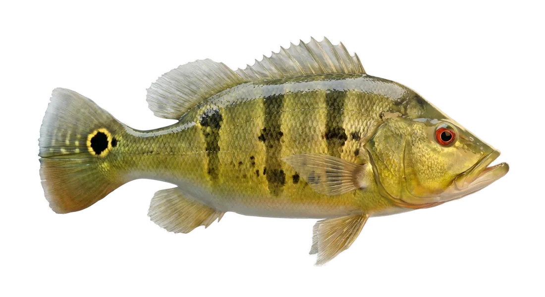 Butterfly Peacock Bass