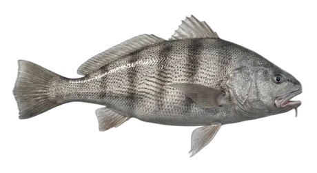 California Corbina