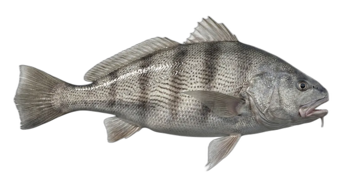 California Corbina