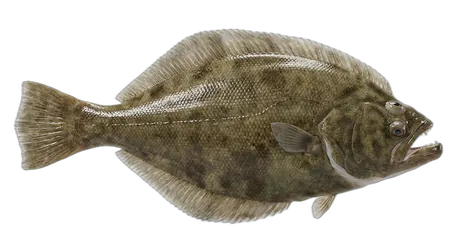 California Halibut