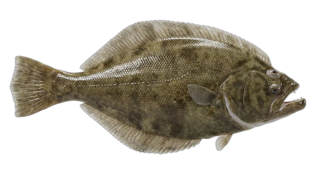 California Halibut