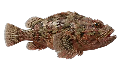 California Scorpionfish
