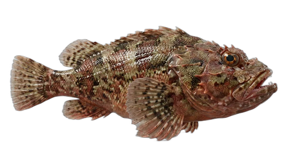 California Scorpionfish