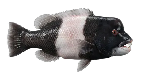 California Sheephead