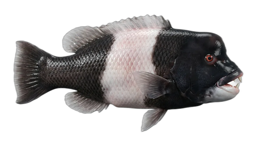 California Sheephead