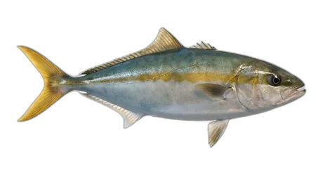 California Yellowtail
