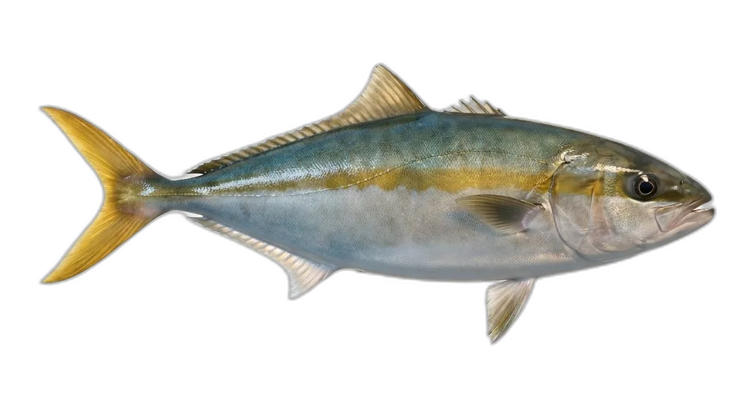 California Yellowtail