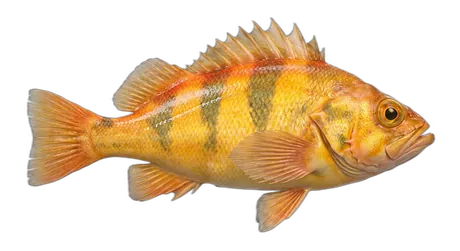 Canary Rockfish