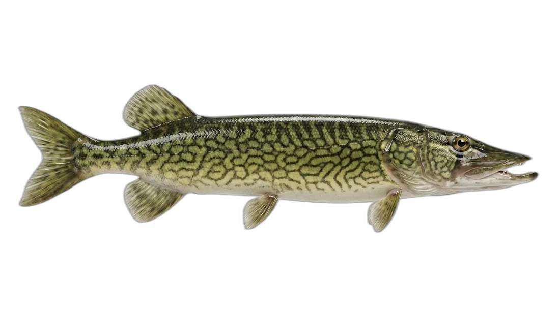 Chain Pickerel