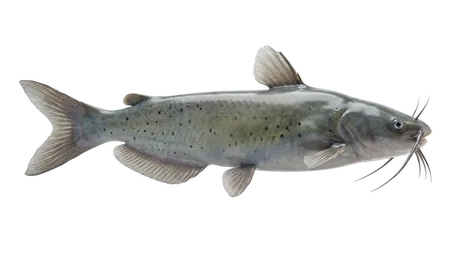 Channel Catfish