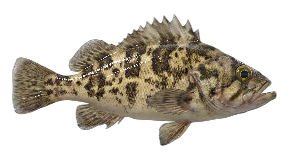 China Rockfish