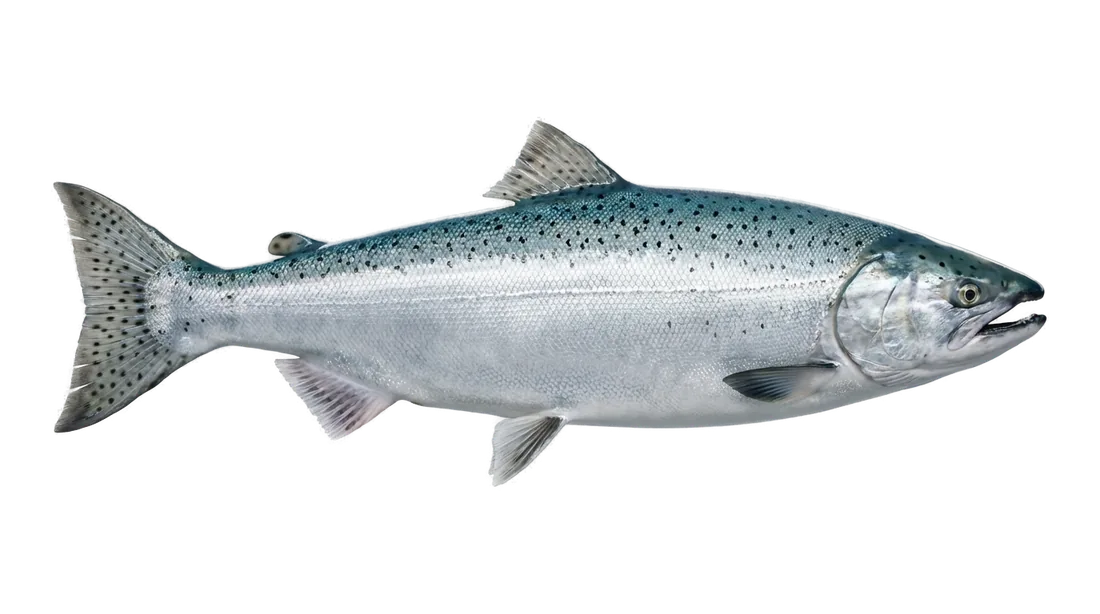 Chinook Salmon