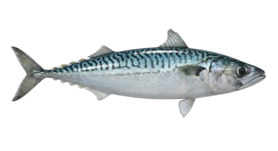 Chub Mackerel