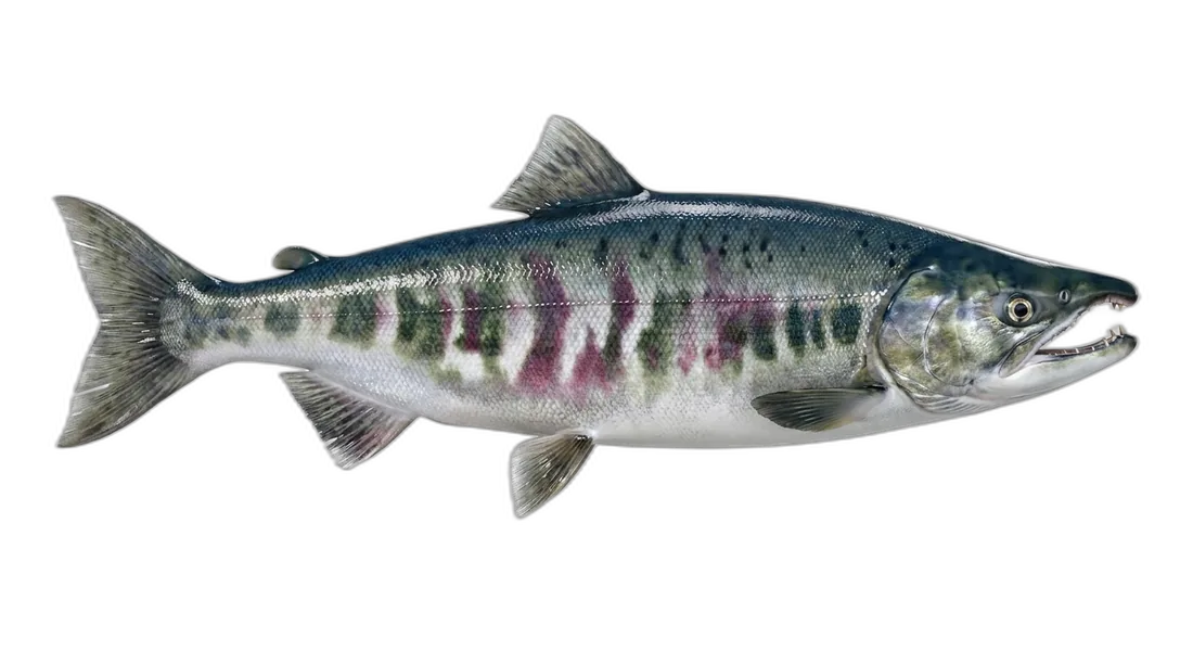 Chum Salmon