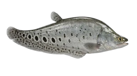 Clown Knifefish